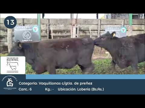 Lote VQ CGP - Lobería Bs As