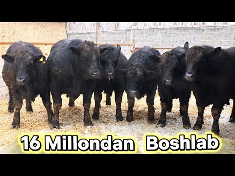 Angus Gereford Simental Dexqonchlik Buqalar Isomiddin Akadan 31-yanvar, 2026