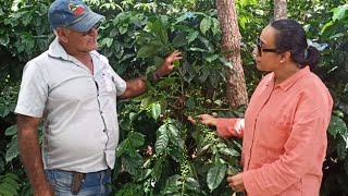 Cultivo de Café Orgânico e Biodinâmico - Café Serra do Sincorá - Chapada Diamantina
