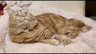 Custard's Great Escape