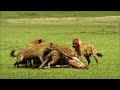 Hyenas Hunting Topi
