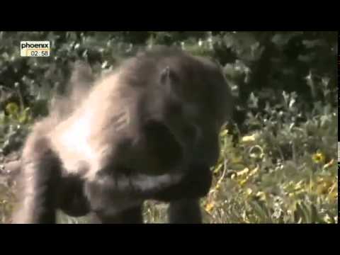 Südafrika In Der Haut Eines Weißen Hais Doku Über Südafrika Teil 1