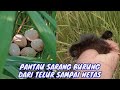 Pantau Sarang Burung Wak Wak Dari Telur Sampai Menetas Dalam Sawah
