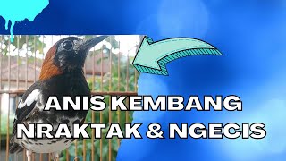 Download lagu PANCINGAN ANIS KEMBANG NGEPLONG NRAKTAK DAN NGECIS KENCENG mp3 Download lagu PANCINGAN ANIS KEMBANG NGEPLONG NRAKTAK DAN NGECIS KENCENG mp3
