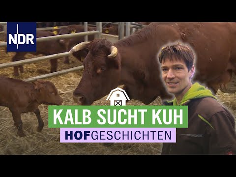 Kälber & Lämmer sorgen für viel Aufregung | Hofgeschichten (162) | NDR auf’m Land