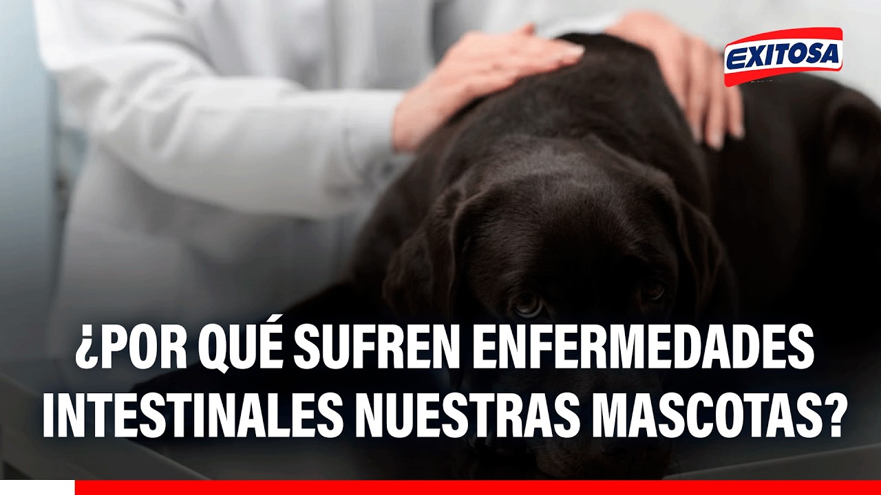 🔴🔵 ¿Por qué sufren enfermedades intestinales nuestras mascotas?