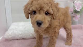 トイプードルの動画01