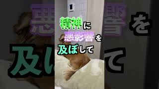 犬を毎日12時間留守番させるとどうなる？ #shorts