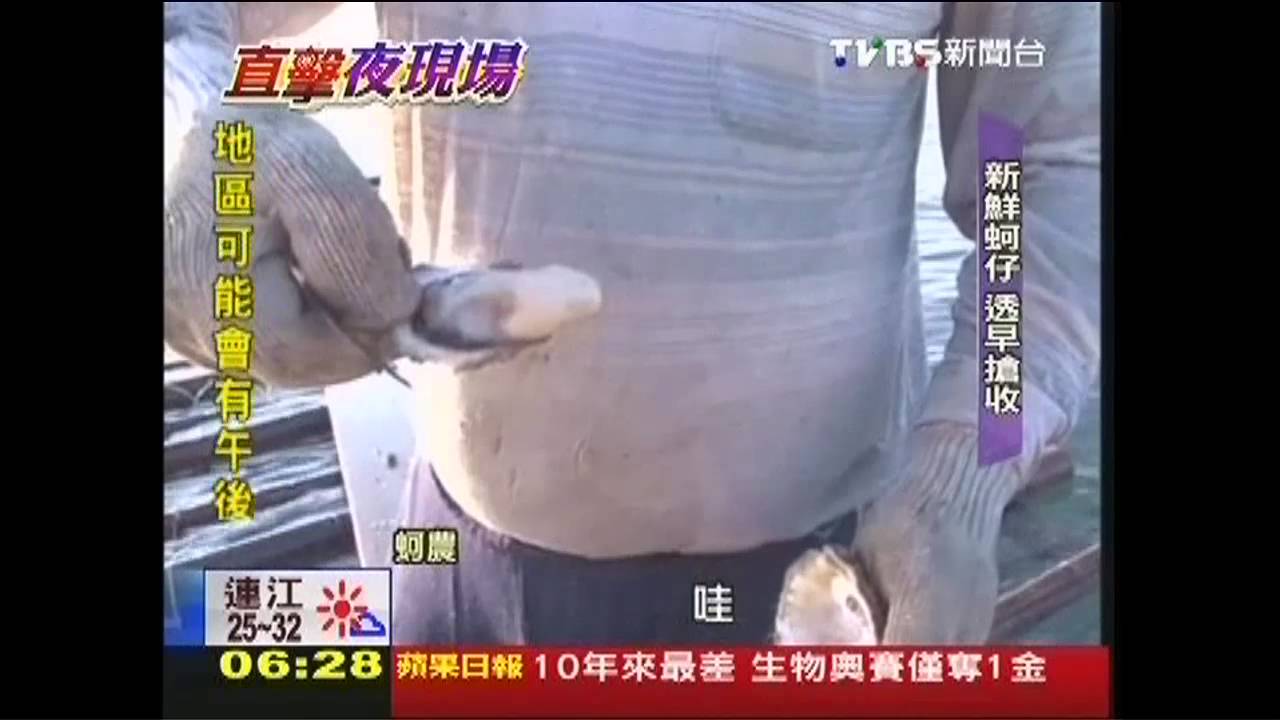 現採蚵仔新鮮配送 蚵農透早搶收