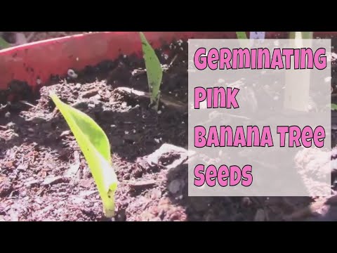download lagu mp3 mp4 Banana Pepper Sprouts, download lagu Banana Pepper Sprouts gratis, unduh video klip Banana Pepper Sprouts
