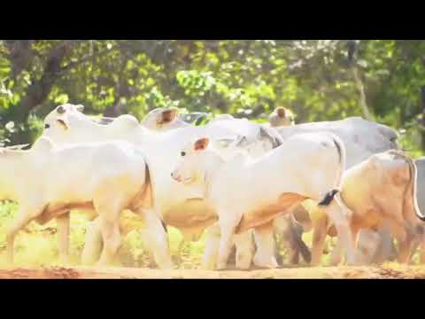 Fazenda à venda em Santana de Pirapama MG