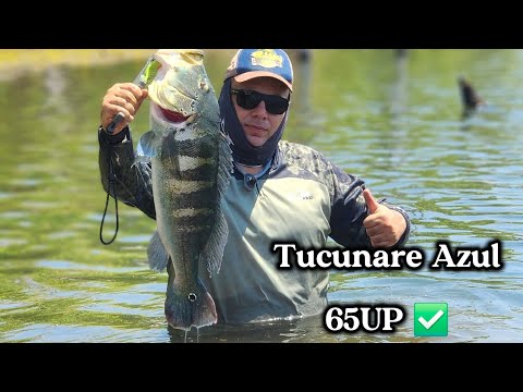 RECORDE PESSOAL TUCUNARE AZUL 65UP LAGO PALMEIROPOLIS TOCANTINS .