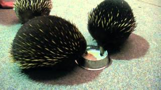 preview picture of video 'Echidna part 1 in Platypus House'