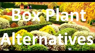 Alternatives to box plant hedging - 