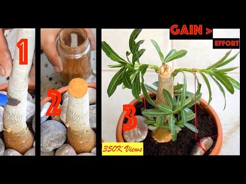 , title : 'Get more BRANCHES and thicker CAUDEX in Adenium obesum (Desert Rose) || Tips, Hacks, Care & Training'