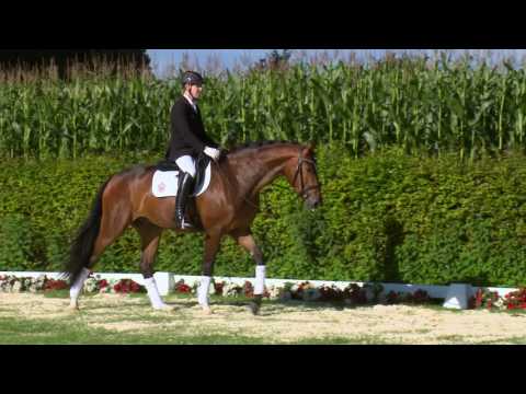 14 Fürst Kilver  Wallach v. Fürstenball - Fürst Piccolo