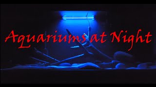 Aquarium at Night