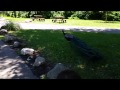 Abraham Chasing A Peacock At The Zoo