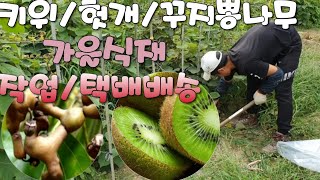 키위나무 헛개나무 꾸지뽕묘목 가을식재위한 택배발송