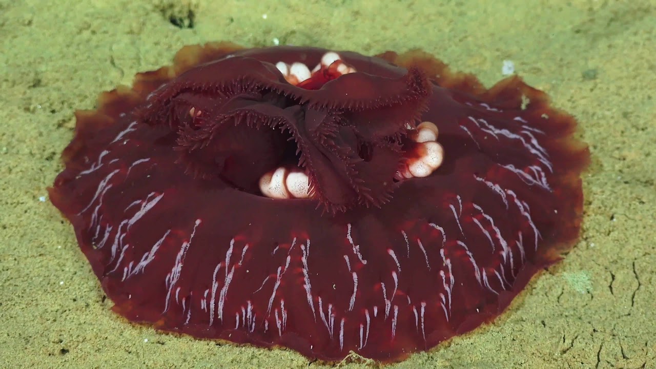 Costa Rican Deep Sea Connections - 4K ROV Highlights - FK190106