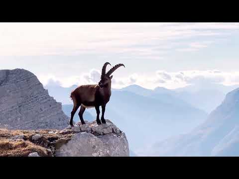 Vidéo Les Chalets des Cimes