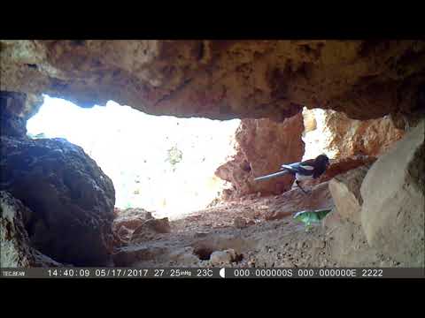 LA VIDA SECRETA DE LOS ANIMALES | RELACIÓN URRACA-LAGARTO OCELADO | RAQUEL VIVAR