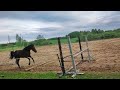 Perspective mare for sale