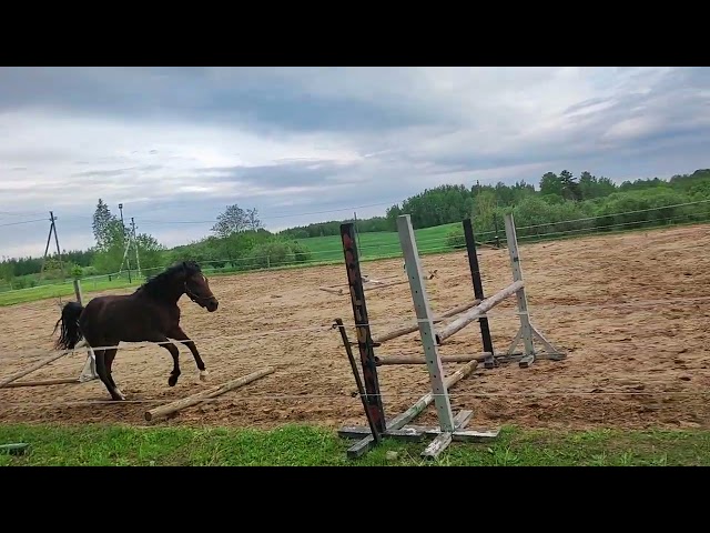 Perspective mare for sale