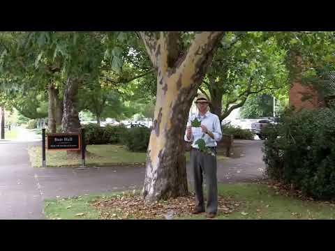 image-Is the London plane tree a sycamore?