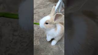 Download lagu KELINCI ANGGORA #short #shorts mp3