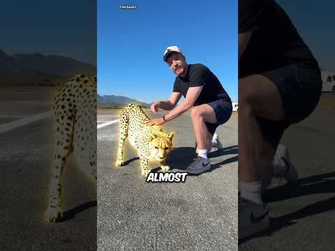 The Real Reason Cheetahs Won’t Attack You 😱 #facts #shorts #animals #animallife #wildlife