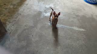 bora treinar a galerinha do barulho