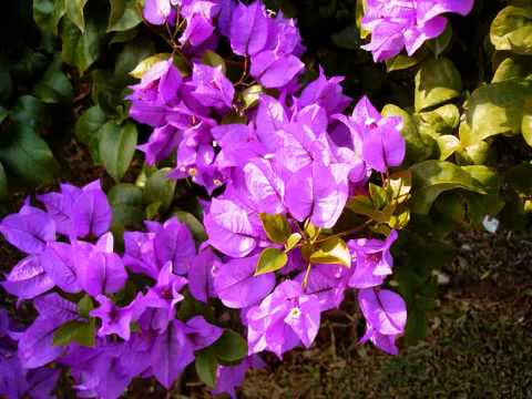 download lagu mp3 mp4 Una Madre No Se Cansa De Esperar, download lagu Una Madre No Se Cansa De Esperar gratis, unduh video klip Una Madre No Se Cansa De Esperar