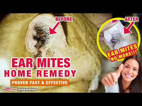 Ear Mites Home Remedy (Paano Gamutin Ang Ear Mites ng Pusa) Proven Fast and Effective