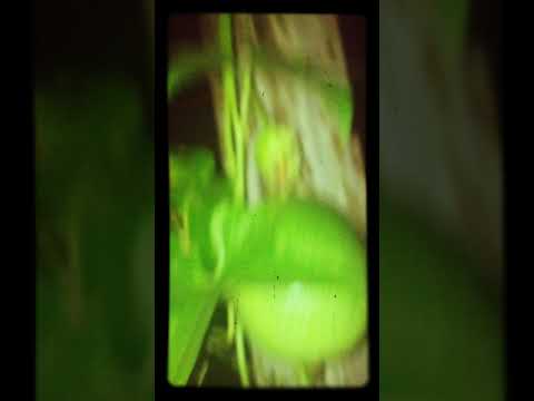 Saimn-I -Soundsystem Cat