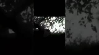 Mythical Creatures Caught On Camera 😨 #Shorts