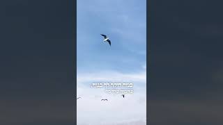 קשה לך עם הגרביונים בקיץ? 😨 את חייבת לשמוע את זה (הרב שניר גואטה) - התמונה מוצגת ישירות מתוך אתר האינטרנט יוטיוב. זכויות היוצרים בתמונה שייכות ליוצרה. קישור קרדיט למקור התוכן נמצא בתוך דף הסרטון