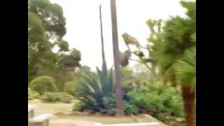 preview picture of video 'The Old Cactus Garden in Balboa Park, ,San diego CA'