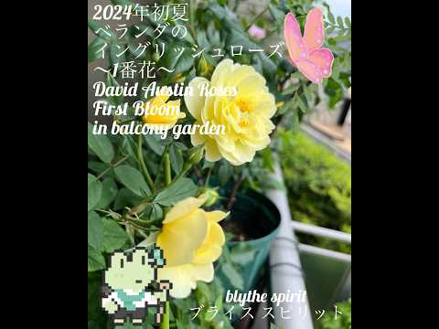 イングリッシュローズ「ブライススピリット」 植物