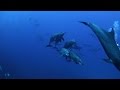 Socorro 2017 - Diving with Giant Manta Rays, Dolphins and Sharks HD - Mexico, Mexiko, Delfine, Hai, Hammerhai