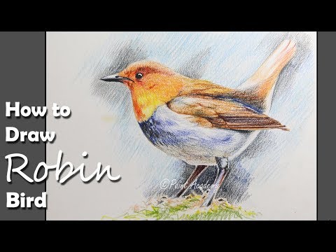 How to Draw A Robin Bird with Colored Pencil | step by step