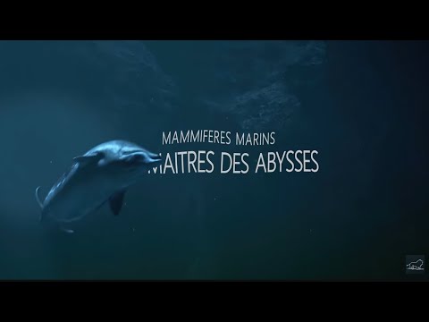 Mammifères Marins : les maîtres des abysses