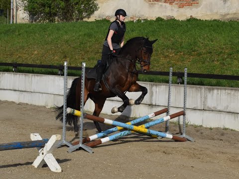 Fürst William *2015 Fürst Wilhelm x Weltmeyer JUMPING