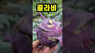 콜라비 첫수확(6/19) #콜라비 #도시농부tv #도시텃밭 #도시농부 #주말<b class="sch_word">농장</b>