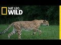 Cheetahs 101 | Nat Geo Wild