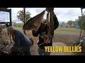 Catch and Cook Golden Perch aka Yellow Belly   Big Bass Dreams Australia Part 2