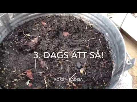 Odla ätbart i hink på balkongen -så de här 3 redan nu i april