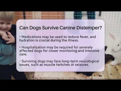Can Dogs Survive Canine Distemper? - Ask A Pet Vet