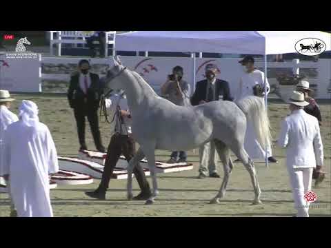 N 136 D SHAHLA   Sharjah International Arabian Horse Festival 2021   Mares 7 9 Years Old Class 5