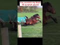 What Are Friends For Redwingshorsesanctuary Donkeys Horses